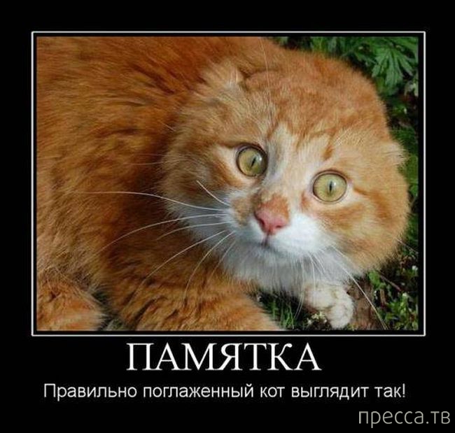 ����� ������� ������������, ����� 128 (41 ����)