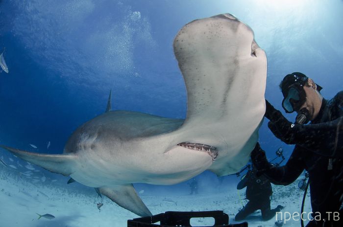 ��������� �����-������ �� ��� ������������ (5 ����)