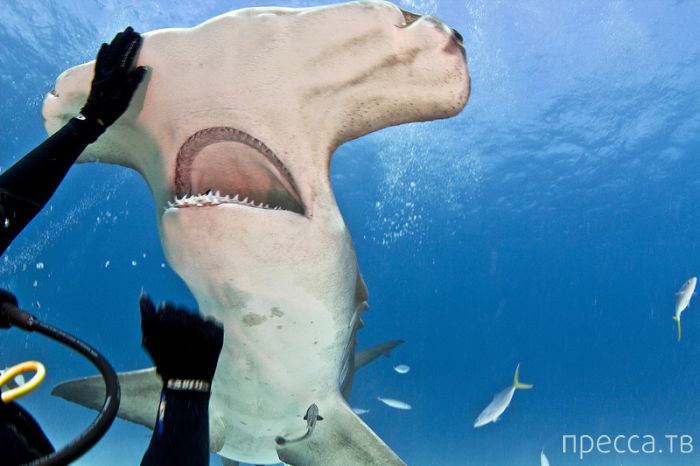 ��������� �����-������ �� ��� ������������ (5 ����)