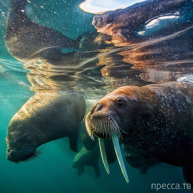    National Geographic  Instagram (39 )