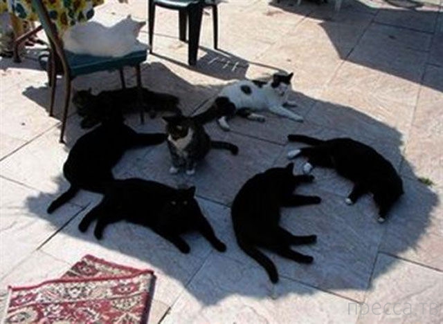 ���������� ���������� �� ���� : "������ ����" (24 ����)