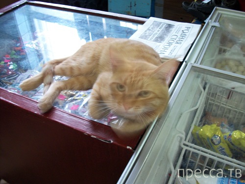 ���������� ���������� �� ���� : "������ ����" (24 ����)