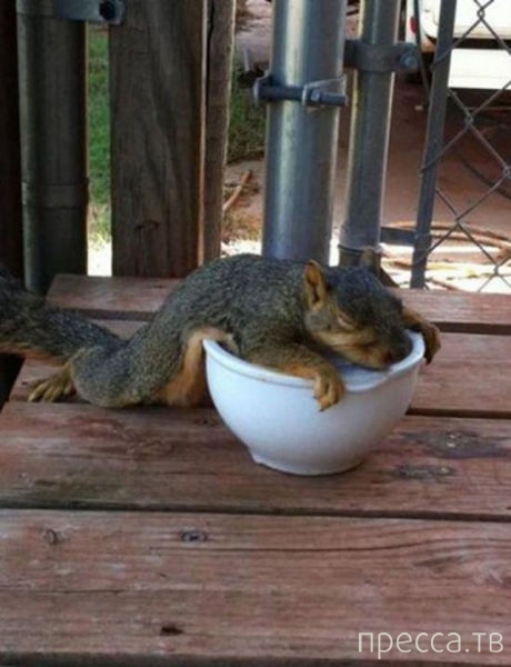 ���������� ���������� �� ���� : "������ ����" (24 ����)