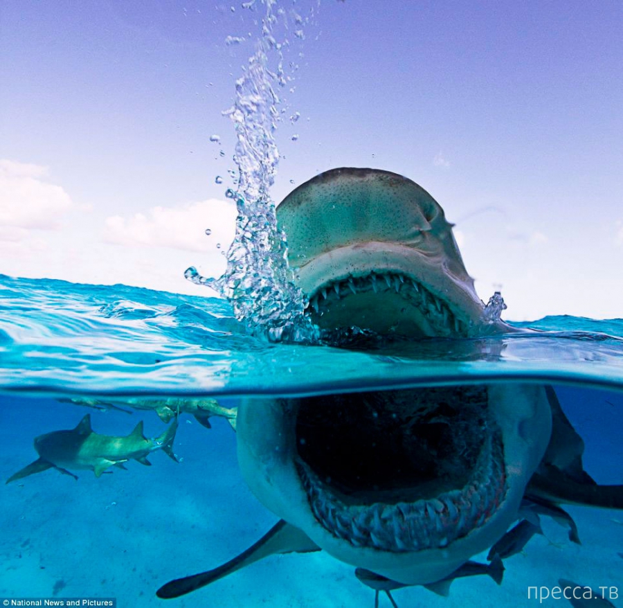 Страшный хищник - Акула-мако (11 фото)