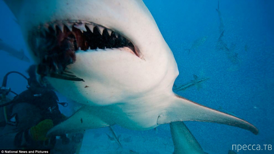 Страшный хищник - Акула-мако (11 фото)
