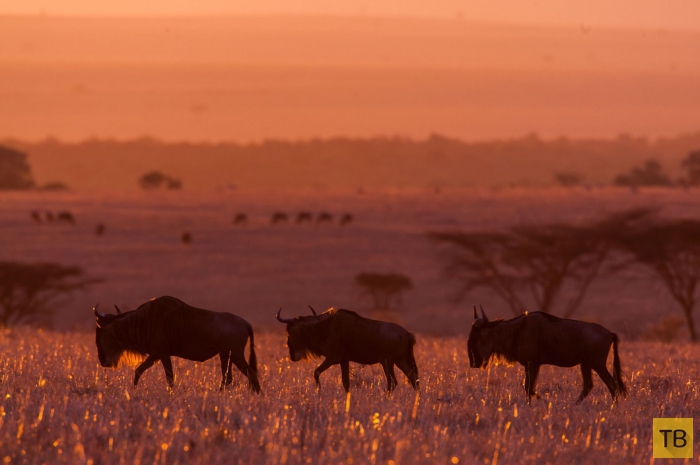 Красивые фотографии африканского заката от Пола Гольдштейна (15 фото)