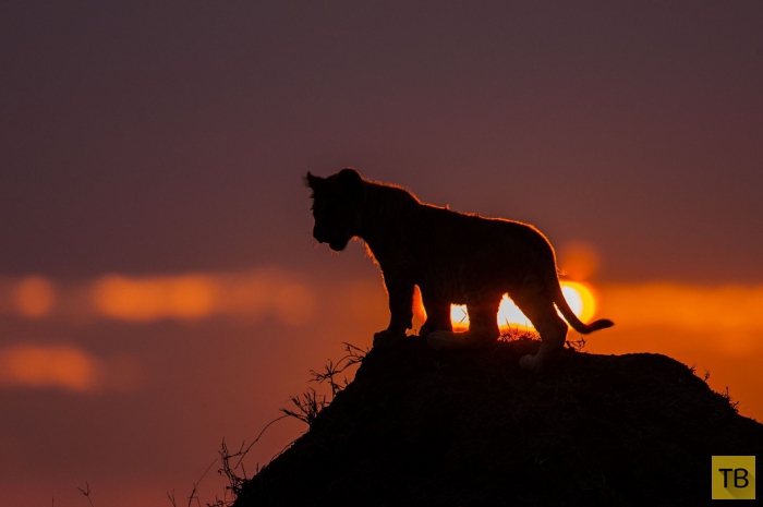 Красивые фотографии африканского заката от Пола Гольдштейна (15 фото)
