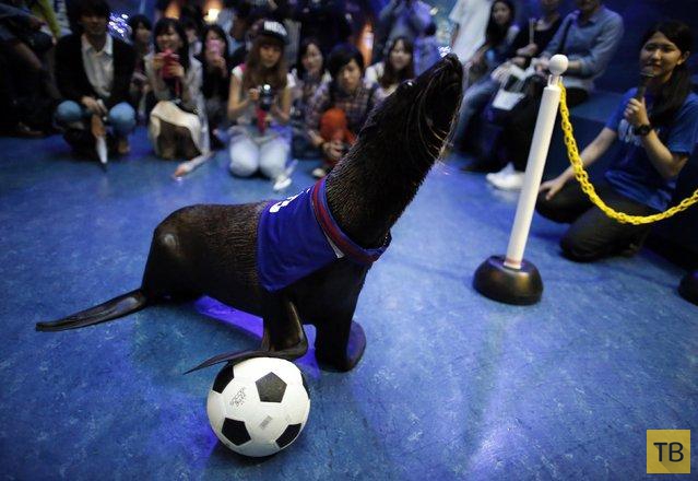 Забавные животные - поклонники футбола (11 фото)