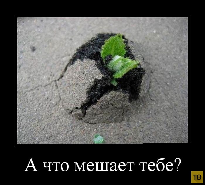 Спинку ровнее цитаты. Великие слова. Сила воли демотиватор. Все равно будем жить. Делать то что не хочется.