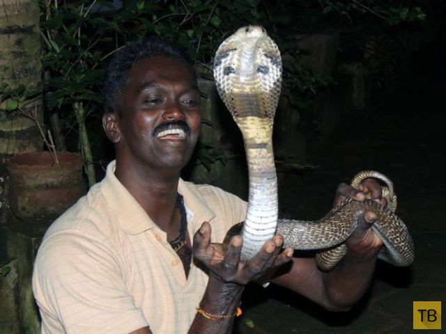 Смелый эксперт по змеям (19 фото)