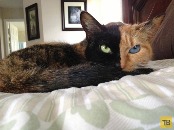 Венера — кошка с двумя лицами (12 фото)