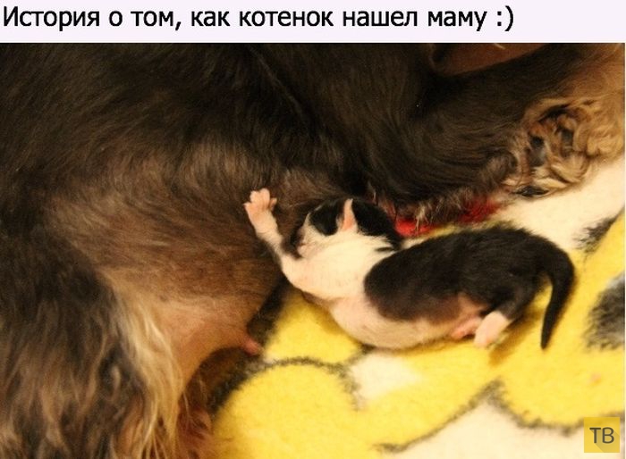 Как котенок нашел необычную маму (10 фото)