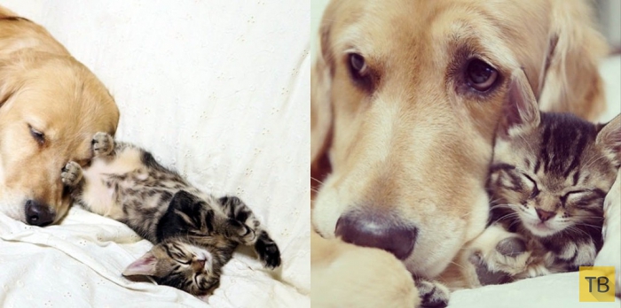 Трогательная история о кошке с собакой (7 фото)
