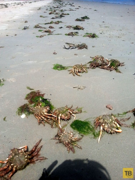 Пляж, усеянный мертвыми крабами (5 фото)