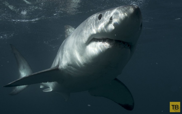 Топ 7: Самые жуткие в истории нападения акул (7 фото)