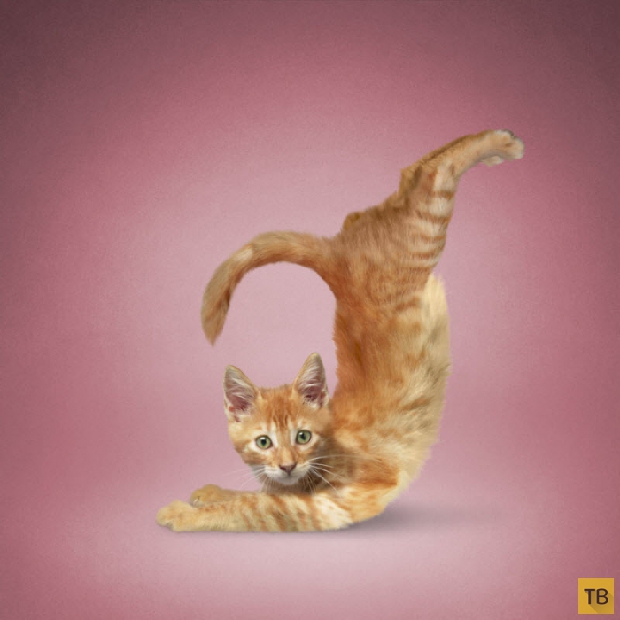Коты-йоги Дэниэля Борриса (13 фото)