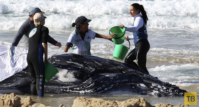 Горбатый кит попал на мель на Золотом побережье в Палм-Бич (8 фото)