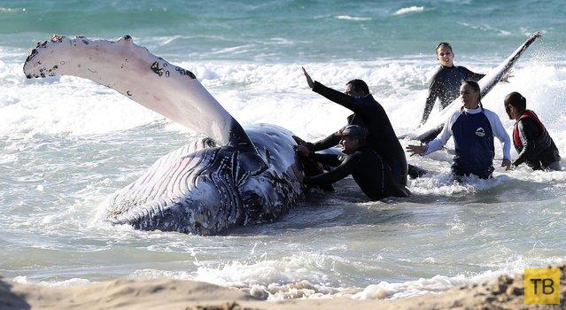 Горбатый кит попал на мель на Золотом побережье в Палм-Бич (8 фото)