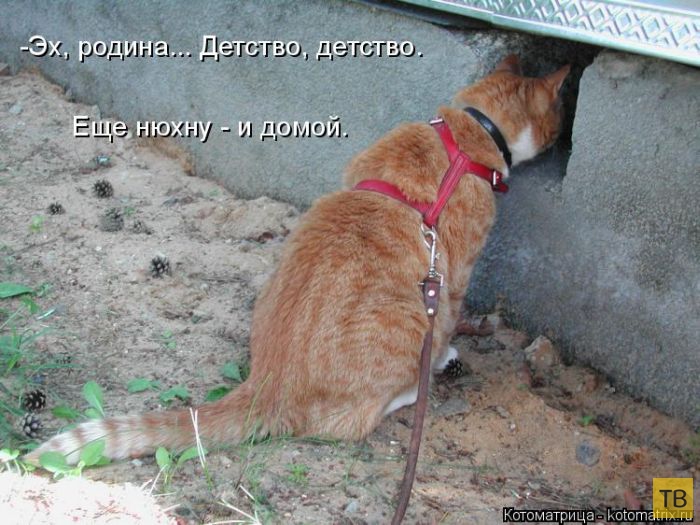 ������ ����������� ������, ����� 11 (50 ����)