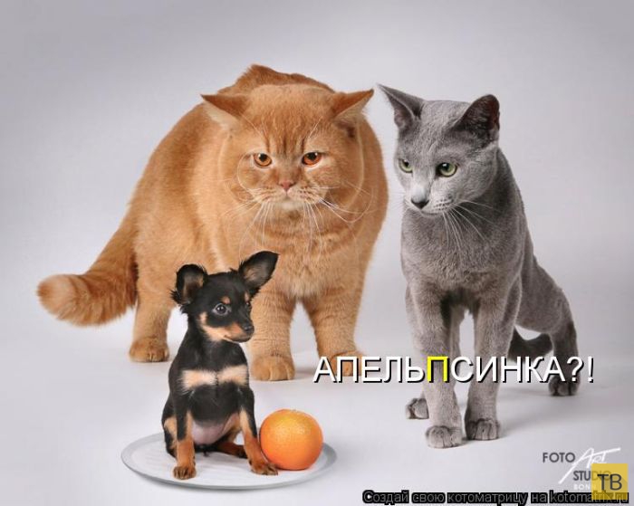 ������ ����������� ������, ����� 11 (50 ����)