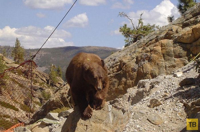 Спасение медведя, застрявшего на мосту (6 фото)