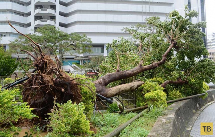 Тайфун Неогури в Японии (20 фото)