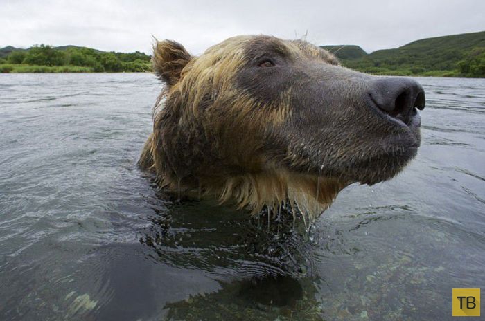 Медвежья рыбалка на Камчатке (20 фото)