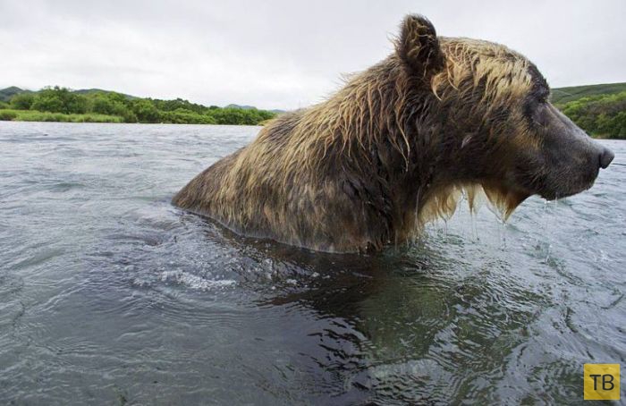 Медвежья рыбалка на Камчатке (20 фото)
