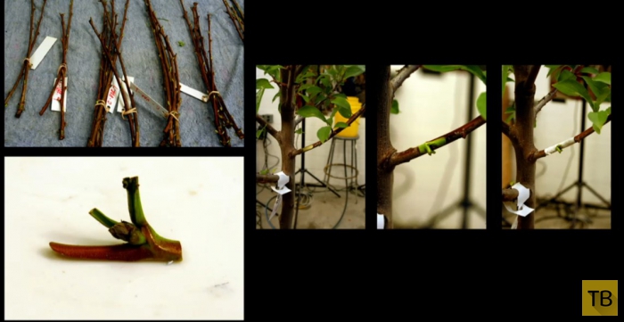 Удивительное дерево, способное приносить 40 видов разных плодов (6 фото)