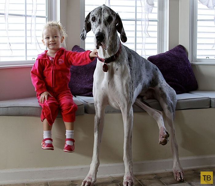 Маленькие дети и их большие собаки (22 фото)