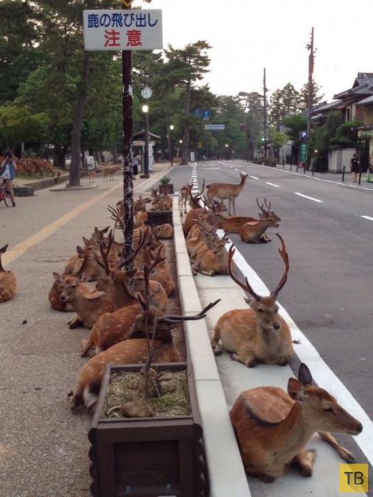 Традиционная летняя тусовка оленей на городской дороге в японском городе Нара (5 фото)