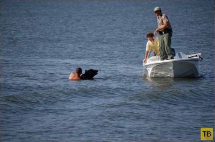 Мужчина спас тонущего в море медведя (16 фото)