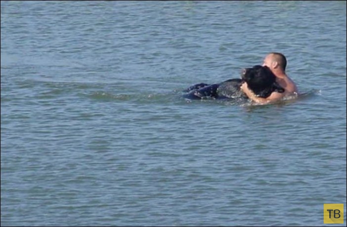 Мужчина спас тонущего в море медведя (16 фото)