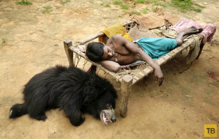 Ручной медвежонок-губач покорил интернет (8 фото)