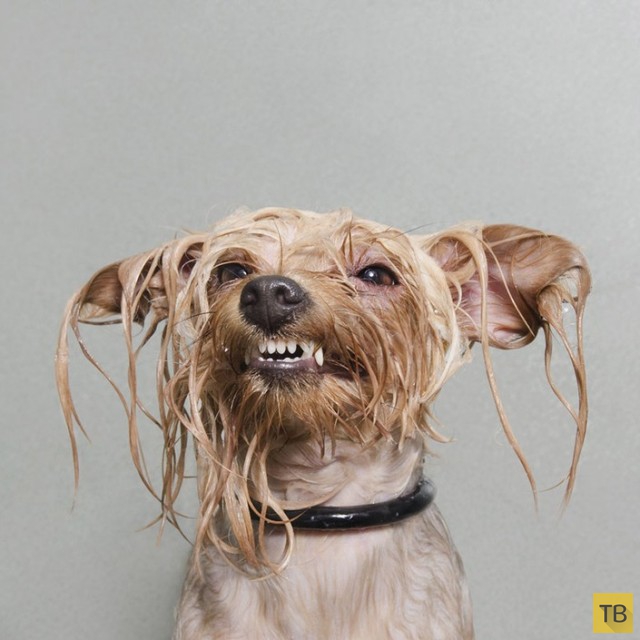 Позитивные фотографии собак сделанных во время купания фотографом Софи Гамaн (10 фото)