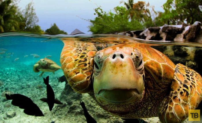 ������� ������ ����-���� (31 ����)