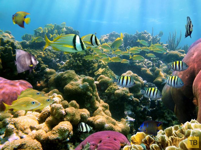 ������� ������ ����-���� (31 ����)