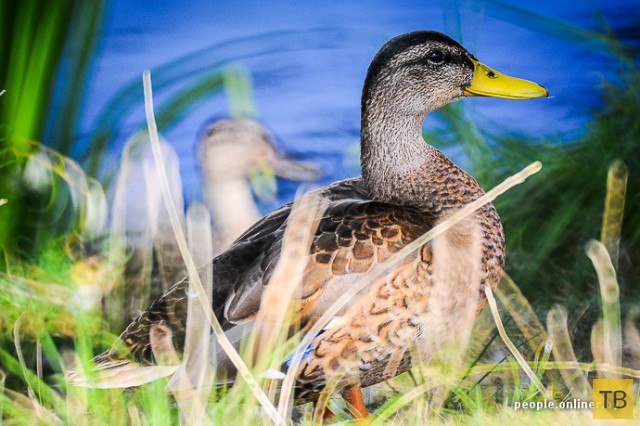 ���� ��� � ������ (54 ����)