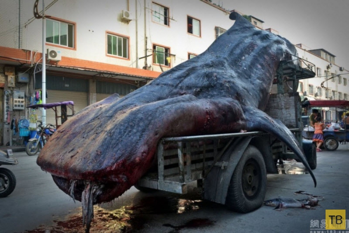 Китайский рыбак поймал китовую акулу (6 фото)