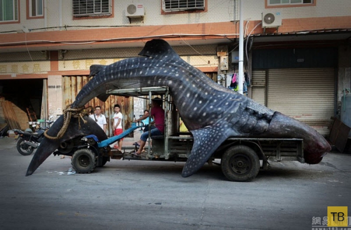 Китайский рыбак поймал китовую акулу (6 фото)