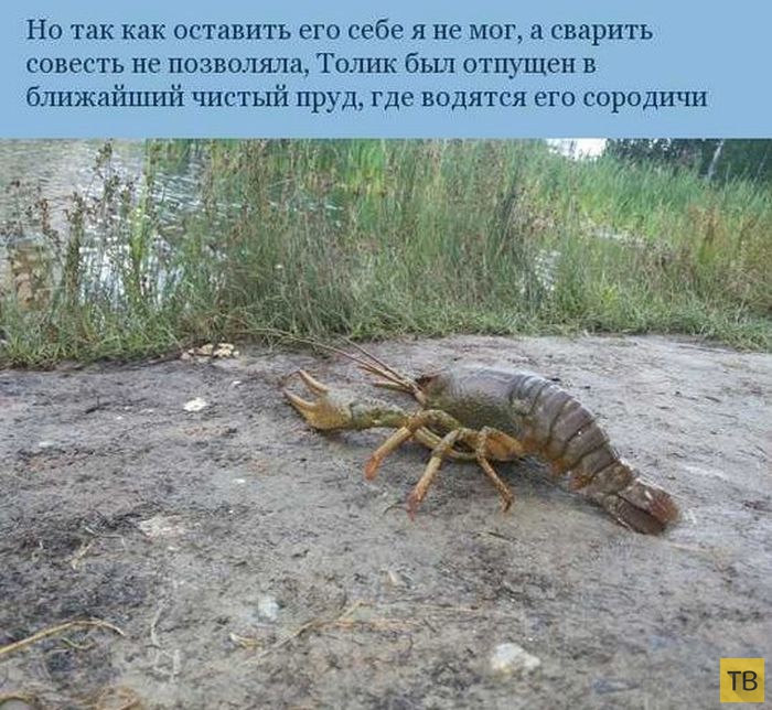 ����������� ����������� ������ (7 ����)