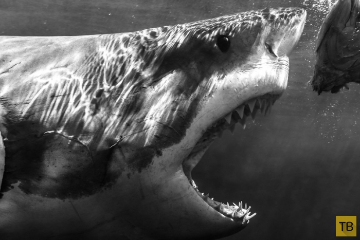 Акулы Тодда Бретля (11 фото)