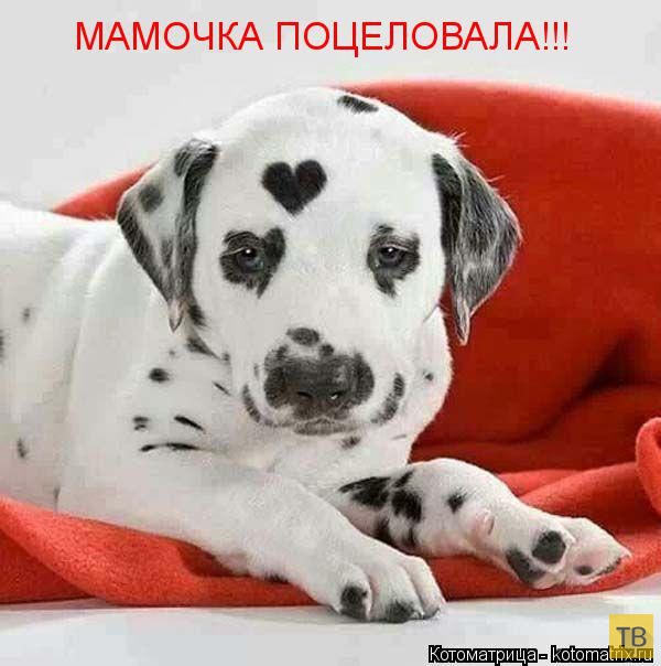 ������ ����������� ������ (49 ����)