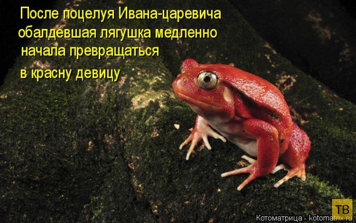 ������ ����������� ������ (49 ����)