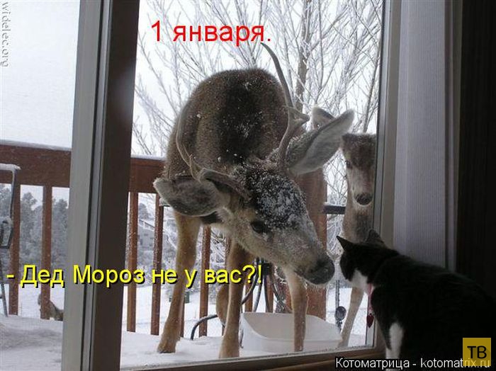 ������ ����������� ������ (49 ����)