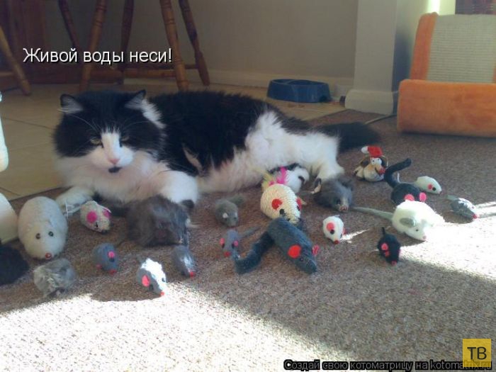 ������ ����������� ������ (49 ����)