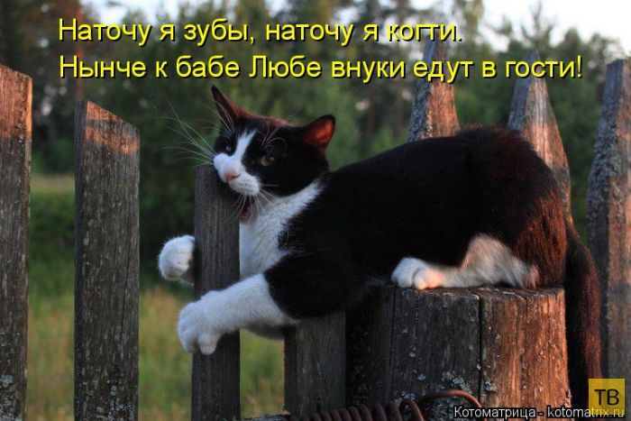 ������ ����������� ������ (49 ����)