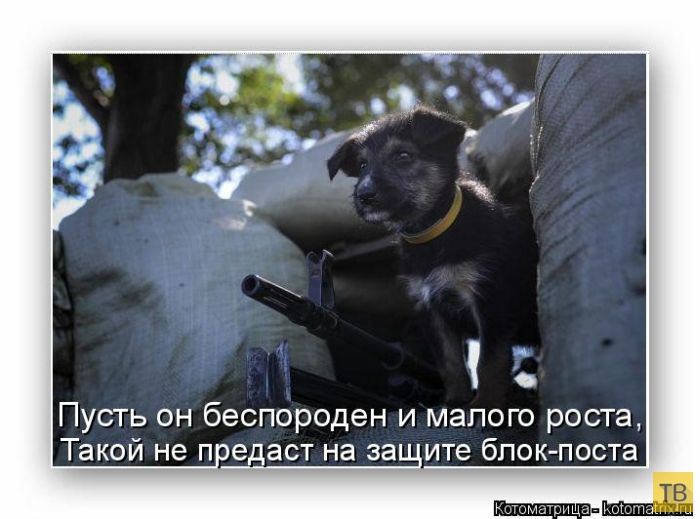 ������ ����������� ������ (49 ����)