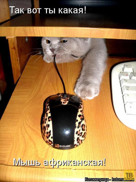 ������ ����������� ������ (49 ����)