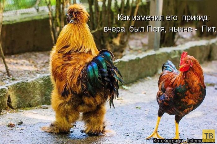 ������ ����������� ������ (49 ����)